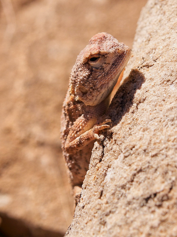 Lizard, Twyfelfontein